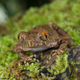 Found in Cambodia and Vietnam, the Orange-eyed litter frog is less than 3 cm long and lives in high elevations. Its distinctive markings, toe webbing, and call set this frog apart from the thousands of species that call Southeast Asia home. (Image: Jodi Rowley)